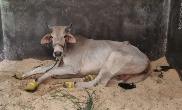 Vaca possui pelo cinza com manchas brancas. Ela está deitada na areia.